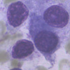 morphologic stain